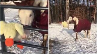 Hästen som gillar att leka med ett mjukisdjur i snön