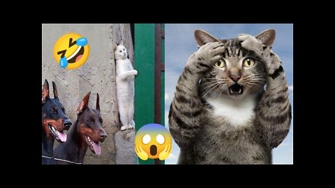 Cute cats cute dogs cute and funny cats and dogs cute and funny animals 2022
