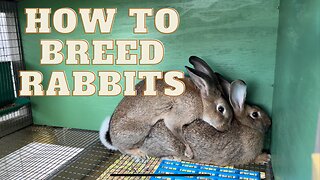 How to BREED Rabbits (First Time Buck and Doe)