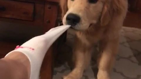 Persistent puppy tugs away at owner's sock