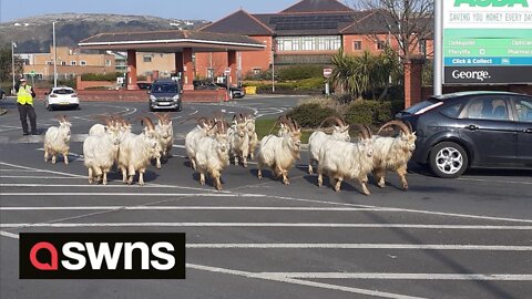 Dozens of goats used traffic lights to cross the road in a funny video