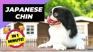 Japanese Chin - In 1 Minute! 🐶 One Of The Laziest Dog Breeds In The World | 1 Minute Animals