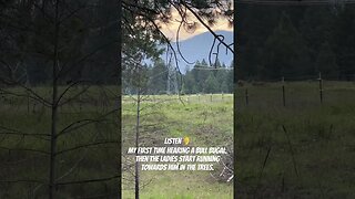 #elk #bullelk #bullelkbugal #elkherd #countryliving #livingthedream #montana #wildernessliving