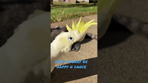 Be happy 😃 #cutepets #parrot #shorts #cockatoo #birdshorts #cat #funnyanimals