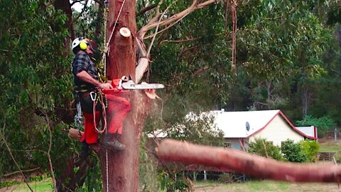 Oh No! My Boyfriend is up a MASSIVE TREE with a CHAINSAW 😬 - Free Range Homestead Ep 5