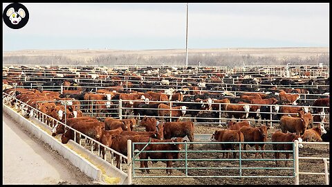 Uncovering the Reality of Beef Cattle Suffering