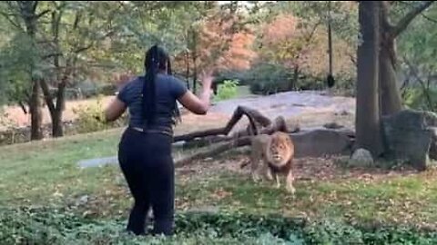 Woman risks life after invading lions' enclosure at Brooklyn Zoo