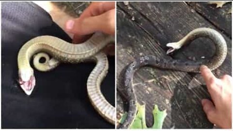 Cobra tenta enganar humano e se finge de morta