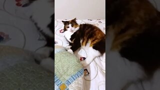 Crazy Cat Playing