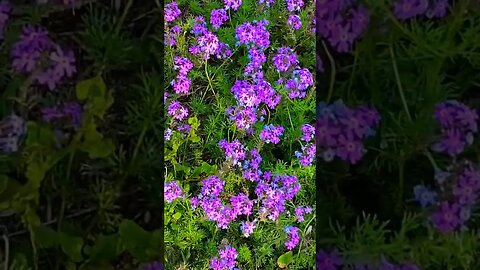 #spring #springvibes #ytshorts #trending #viral #justforfun #learning #familyouting #flowers #purple