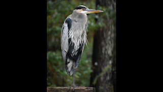 Hank the Great Blue Heron