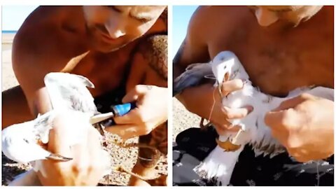 Guy rescues entangled seagull, sets it free must watch !!! #Animals&Birds