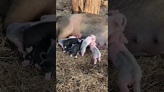 Baby Piglets First Morning @UncleTimsFarm #kärnəvór #carnivore #shorts #hereford #pigtalk