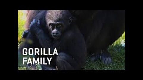Gorilla Moms and Dads: Being Together