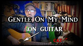 Gentle On My Mind on Guitar (with my cat)
