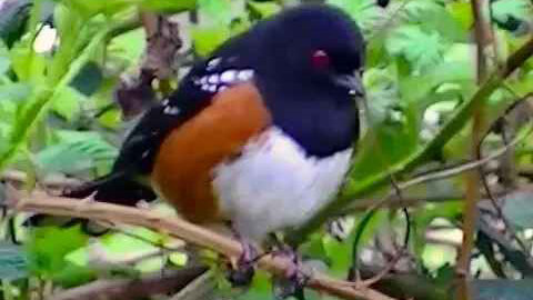 IECV NV #207 - 👀 Spotted Towhee Out Back 3-23-2016