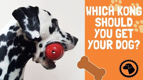 Which KONG Should You Get Your Dog? | DOG PRODUCTS 🐶 #BrooklynsCorner