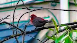 IECV NV #116 - 👀 Red Headed House Finch & A Hummingbird In A Tree 10-13-2015