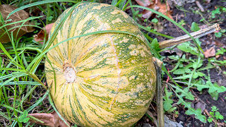 Planting onions and picking pumpkins