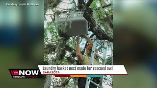 Laundry basket nest made for rescued owl