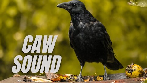 Flock of Crows cawing sound effect | Crow Caw Sound Effect Naturally | Kingdom Of Awais