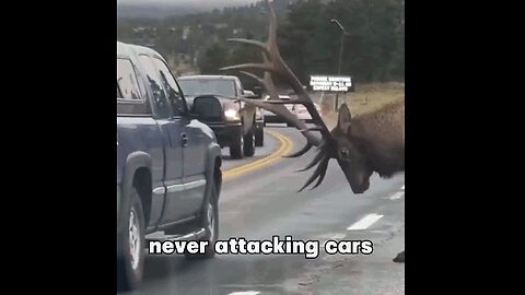 Elk rushed onto the highway, never attacking cars