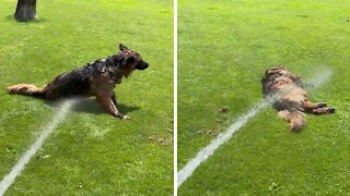 Dog Hilariously Lays On Ground To Get Sprayed By Hose