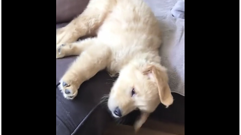 Sweet Puppy Awakes From His Peaceful Sleep By Falling Off A Couch