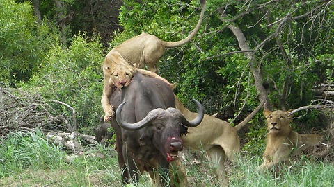 Lions Hunt Down Buffalo and start eating it alive