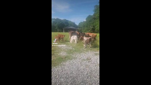 Calves on a sunny afternoon.