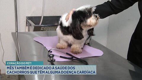 Coração do Pet: Mês Também é Dedicado à Saúde dos Cachorros que Têm Alguma Doença Cardíaca.