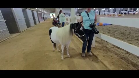 Virginia Horse Center in Lexington, VA there was a horse here named one eyed jack (awe, sweet fella)