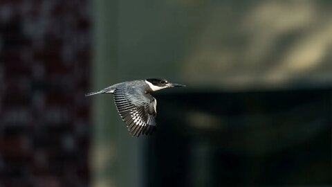 Female Belted Kingfisher, 4k Frame Animation, Sony A1/Sony Alpha1