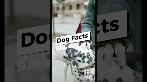 Dog Facts You Don't Know 🐶🐩🐕🦴🐕‍🦺 #dog #dalmatian #dogs #doglover #dogsoftiktok #dogsofinstagram