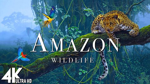 Amazon Wildlife - Animals That Call The Jungle Home | Amazon Rainforest | Heart Music