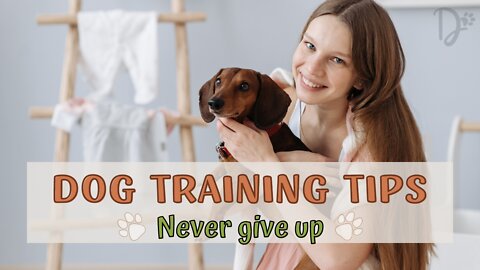 Dog Training Tips - Never give up