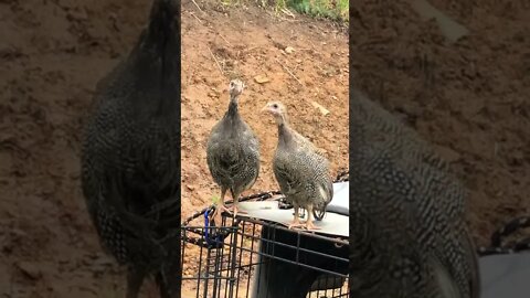 Guinea Fowl Keet Female Call 8 weeks old