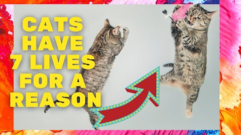 Cats have 7 lives for a reason 🐱‍👤😻