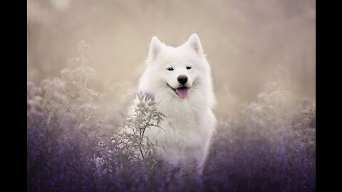 Adorable Samoyeds That Make You Go Aww | Aww Cute Dogs❤️️