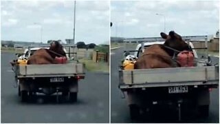 Une vache voyage à l'arrière d'un camion en Australie