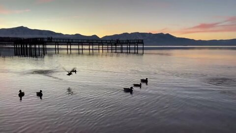 Ducks swim in #laketahoe at sunset; beautiful water surface, small breeze around the docks.