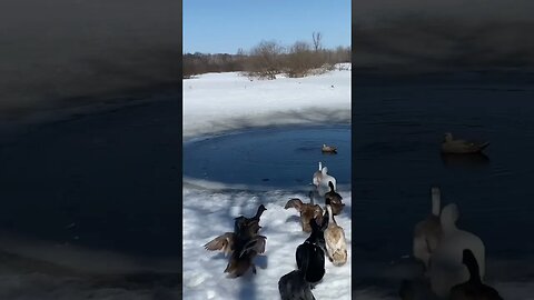 Spring Swim Time Ducks