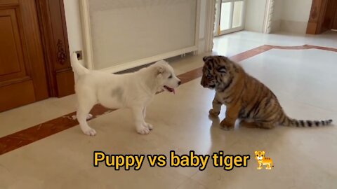 Dogs vs baby tiger 🐅