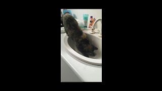 Cat tries to catch a drop of water