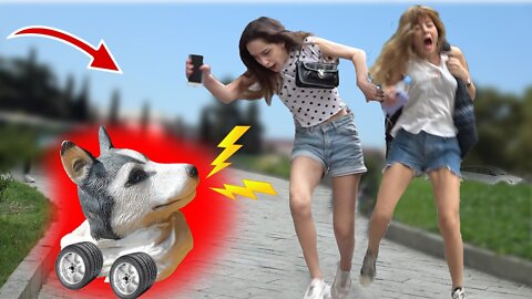 Dog prank on people. Laugh all day with pet. Funny moments.