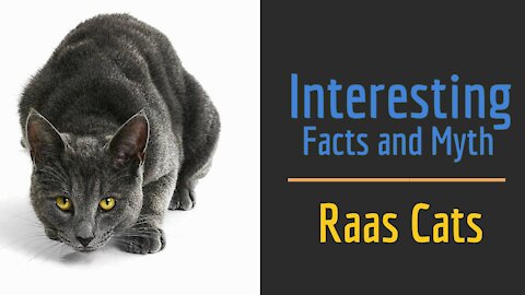 Interesting Facts & Myths about Raas Cats