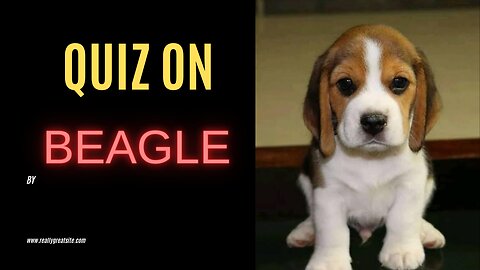 Quiz on beagle