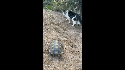 Walter tortoise meets Bugsy the cat