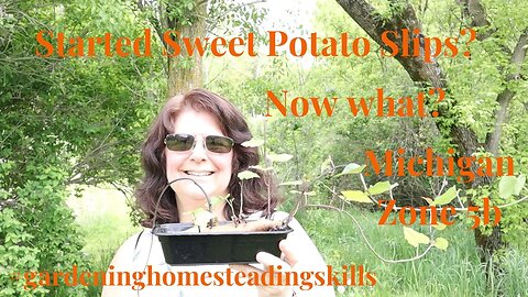 How To Harvest Sweet Potato Slips For Planting // Gardening at the Simongetti North