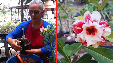 Cuidados com a Rosa do Deserto Recém Enxertada